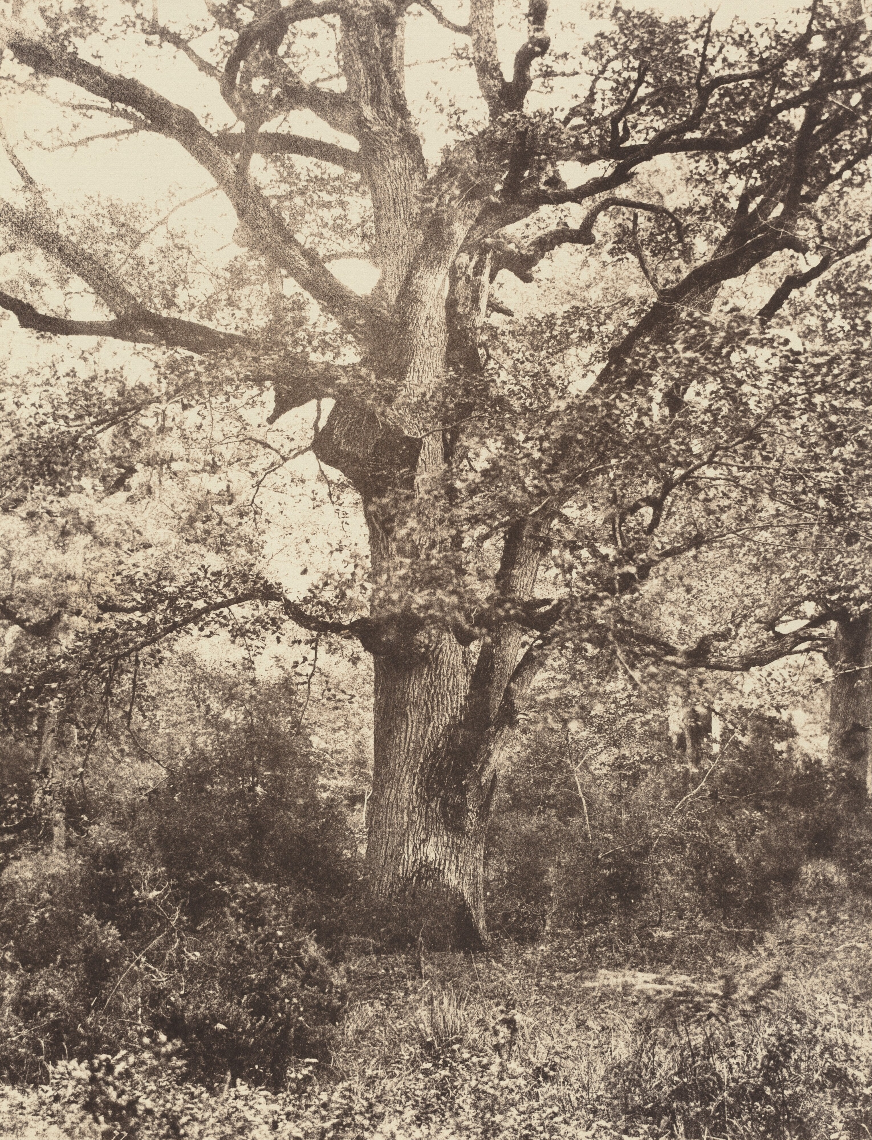 Près du Bodmer