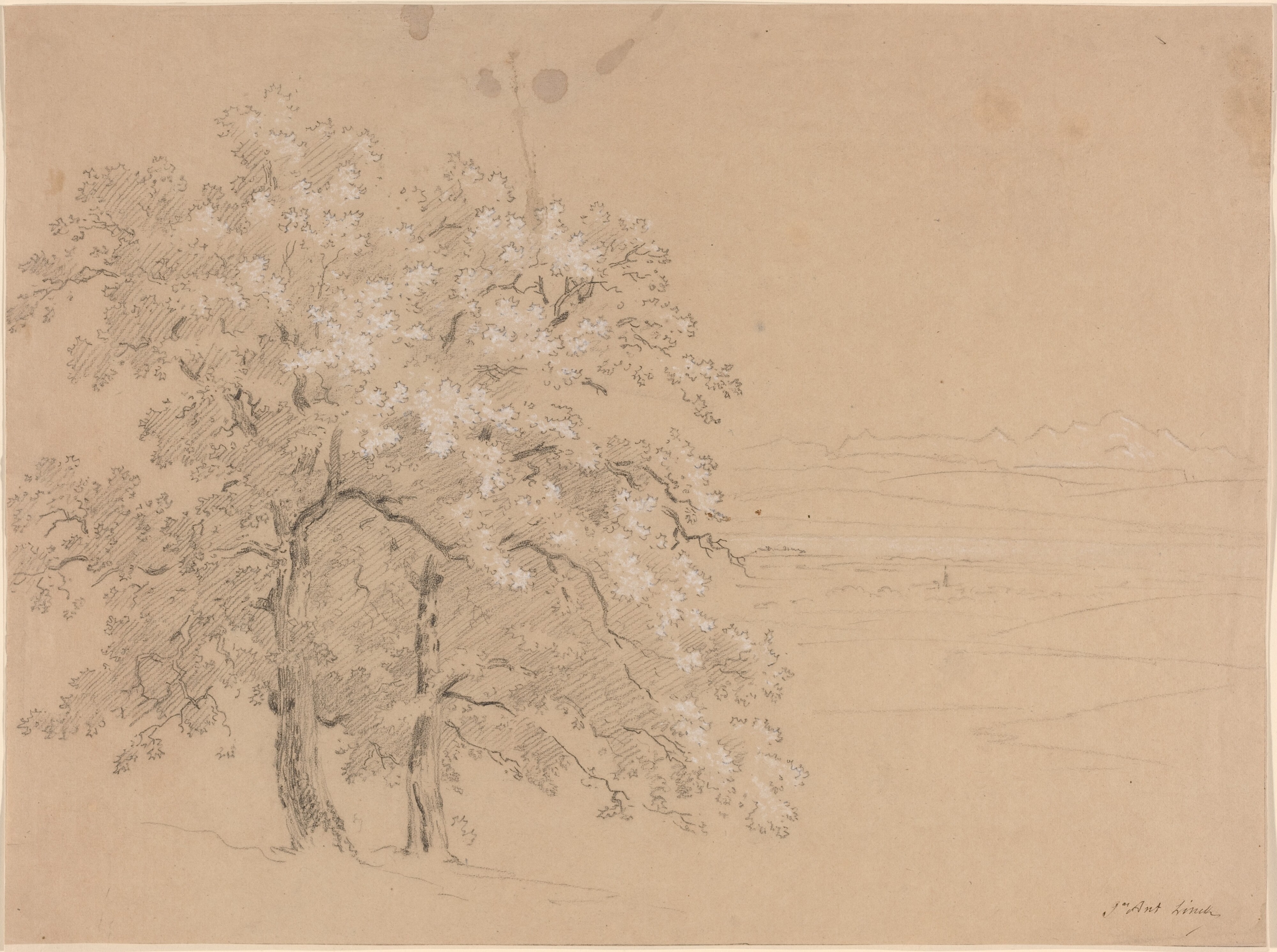 Sunlit Trees Before a Panoramic Landscape