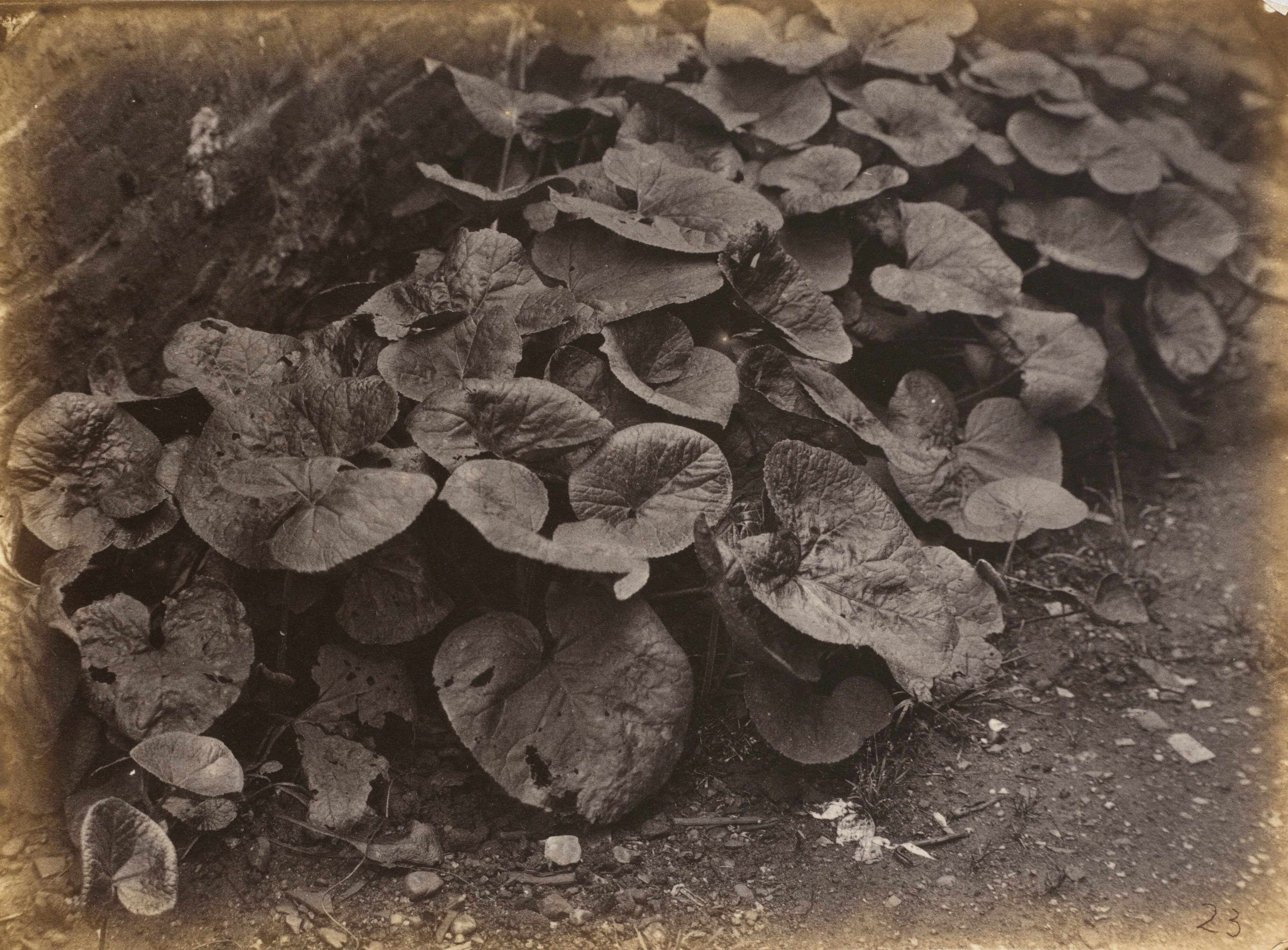 Plant Study