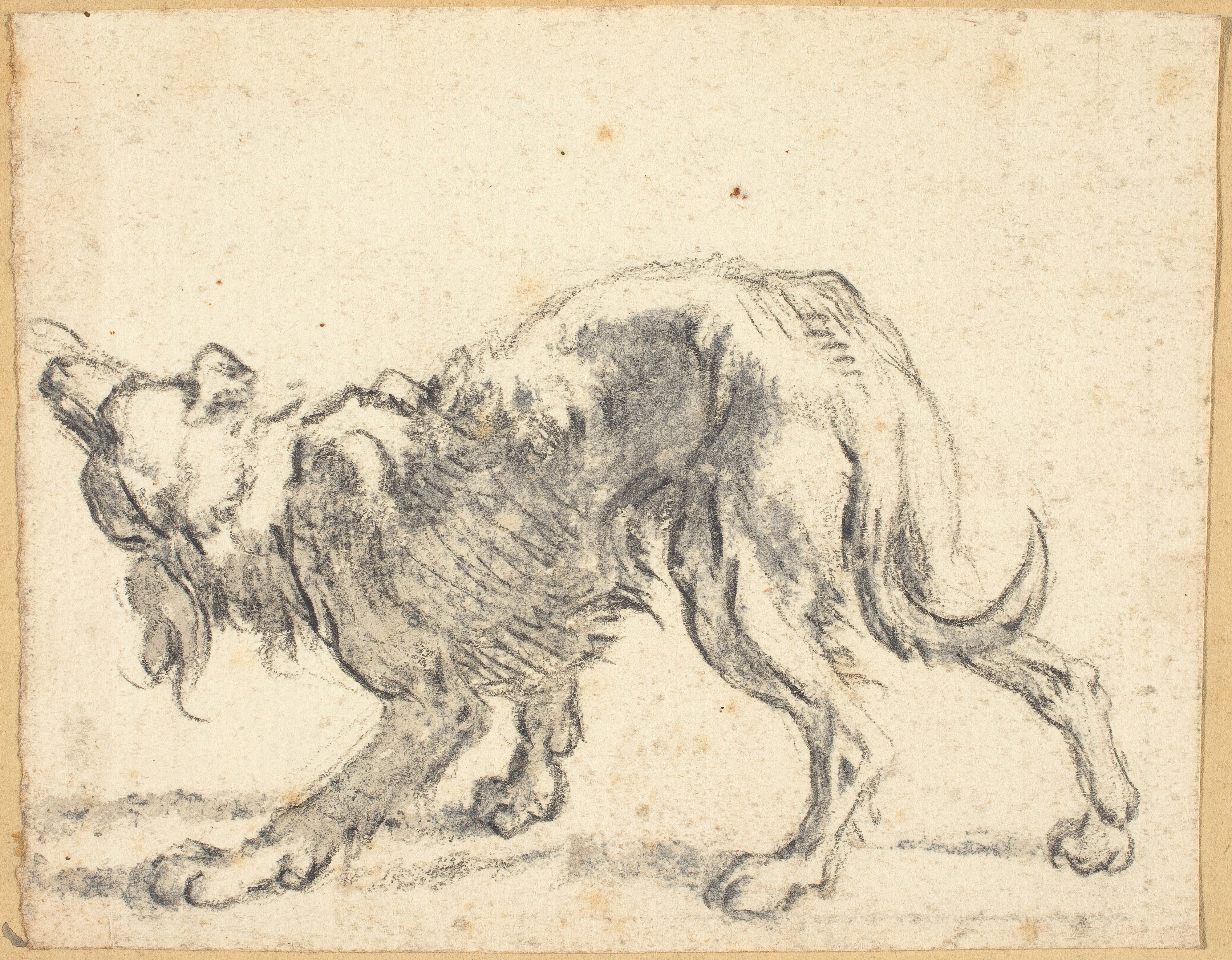 A Dog