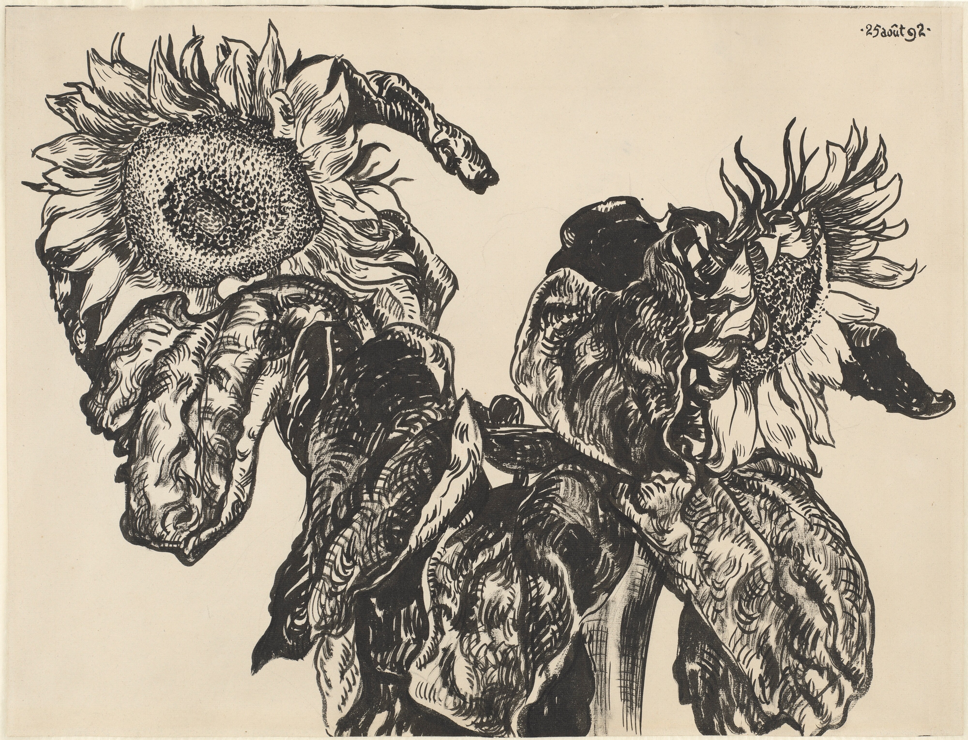 Sunflowers