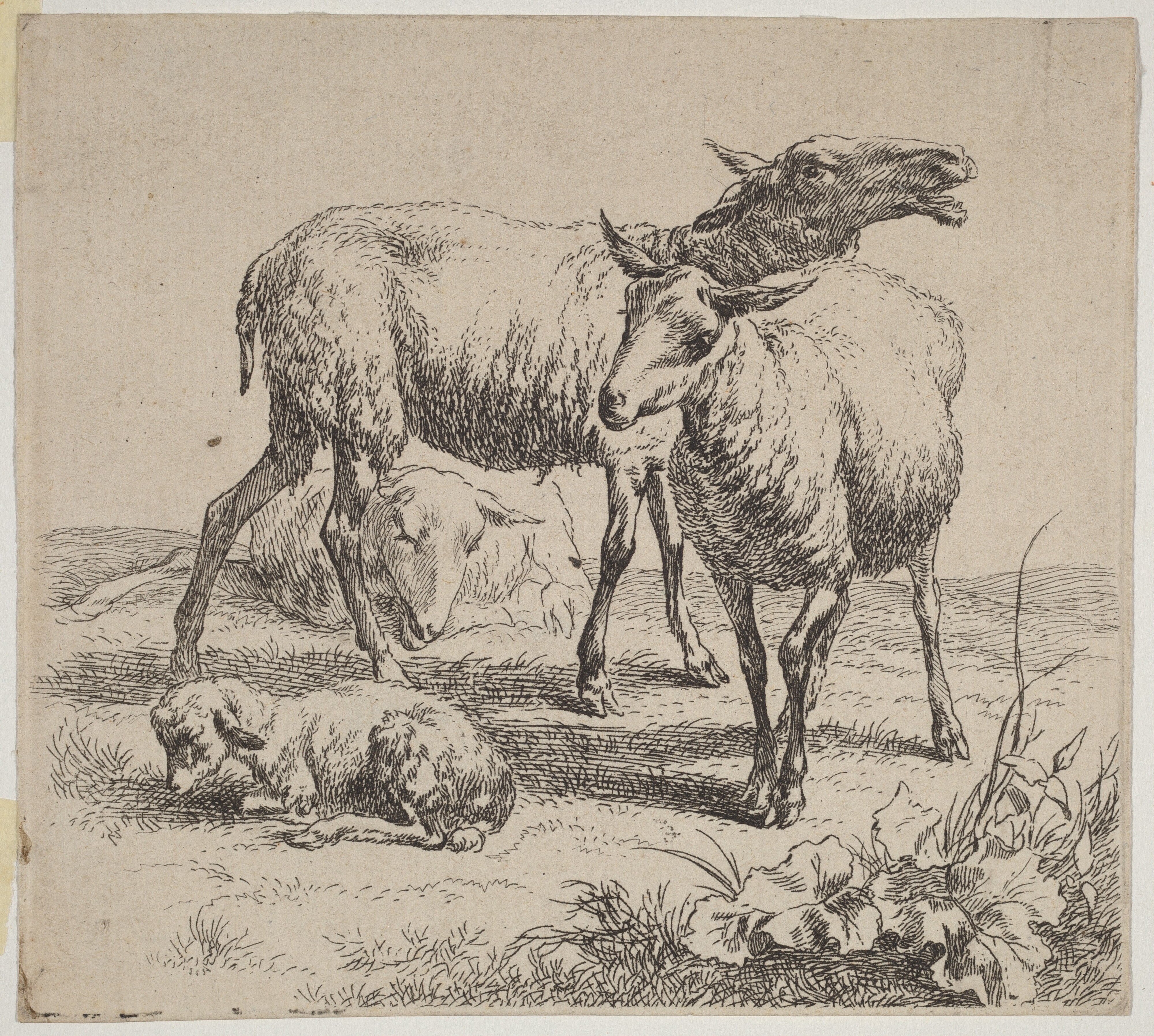 Three Sheep and a Lamb