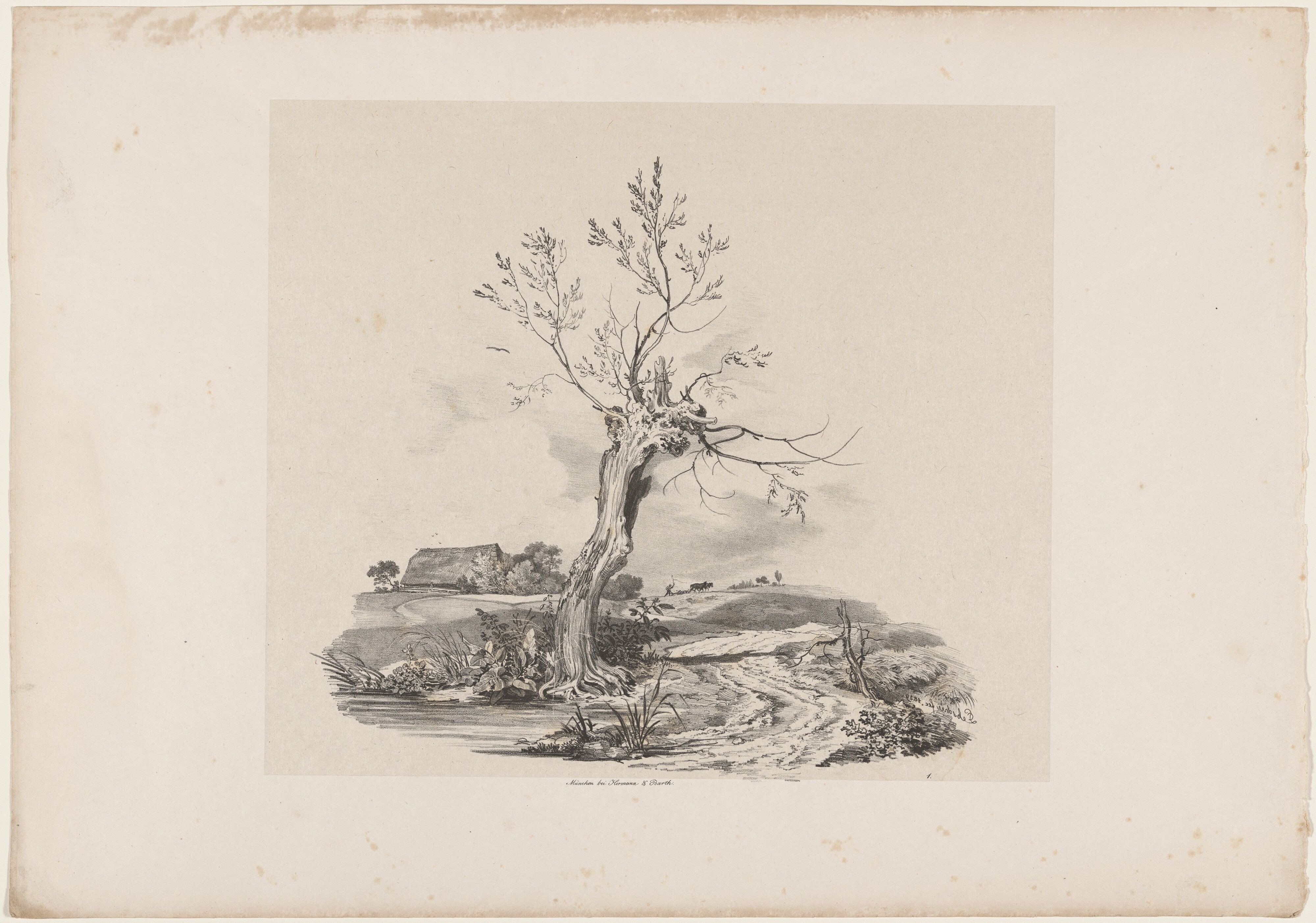 Wild Willow Tree by the Water