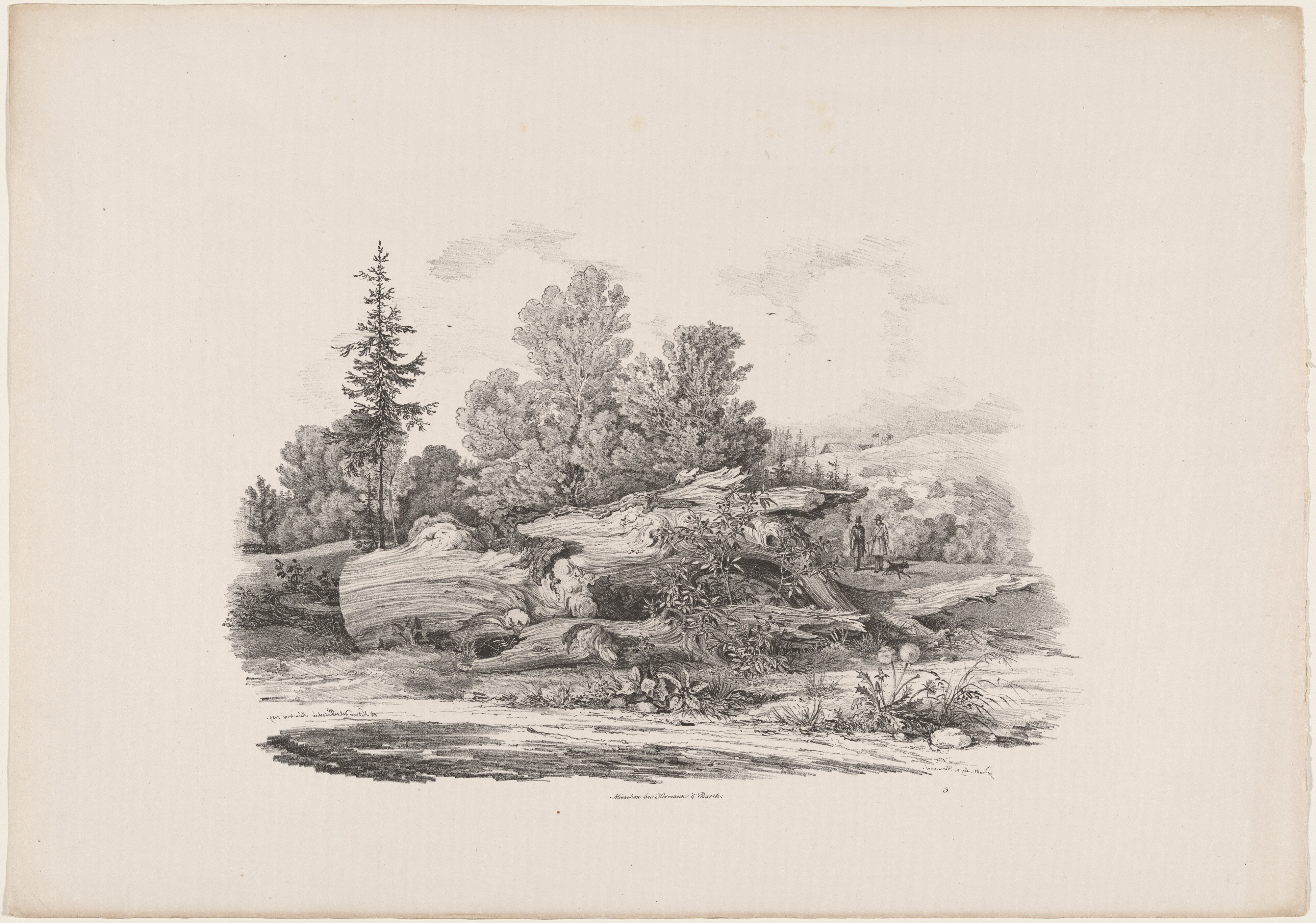 Forest Clearing with an Oak Trunk