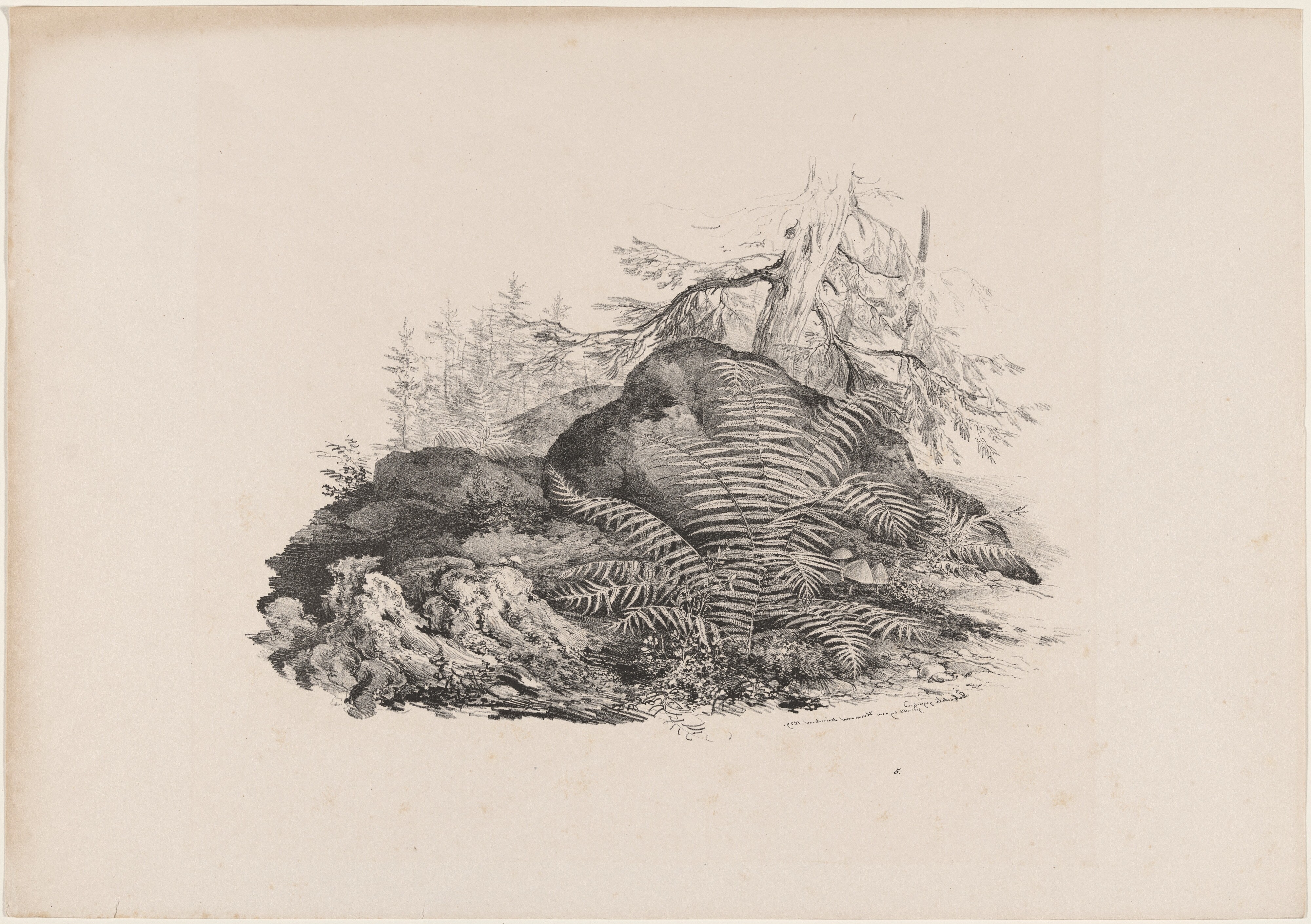 Hilly Forest View with a Fern