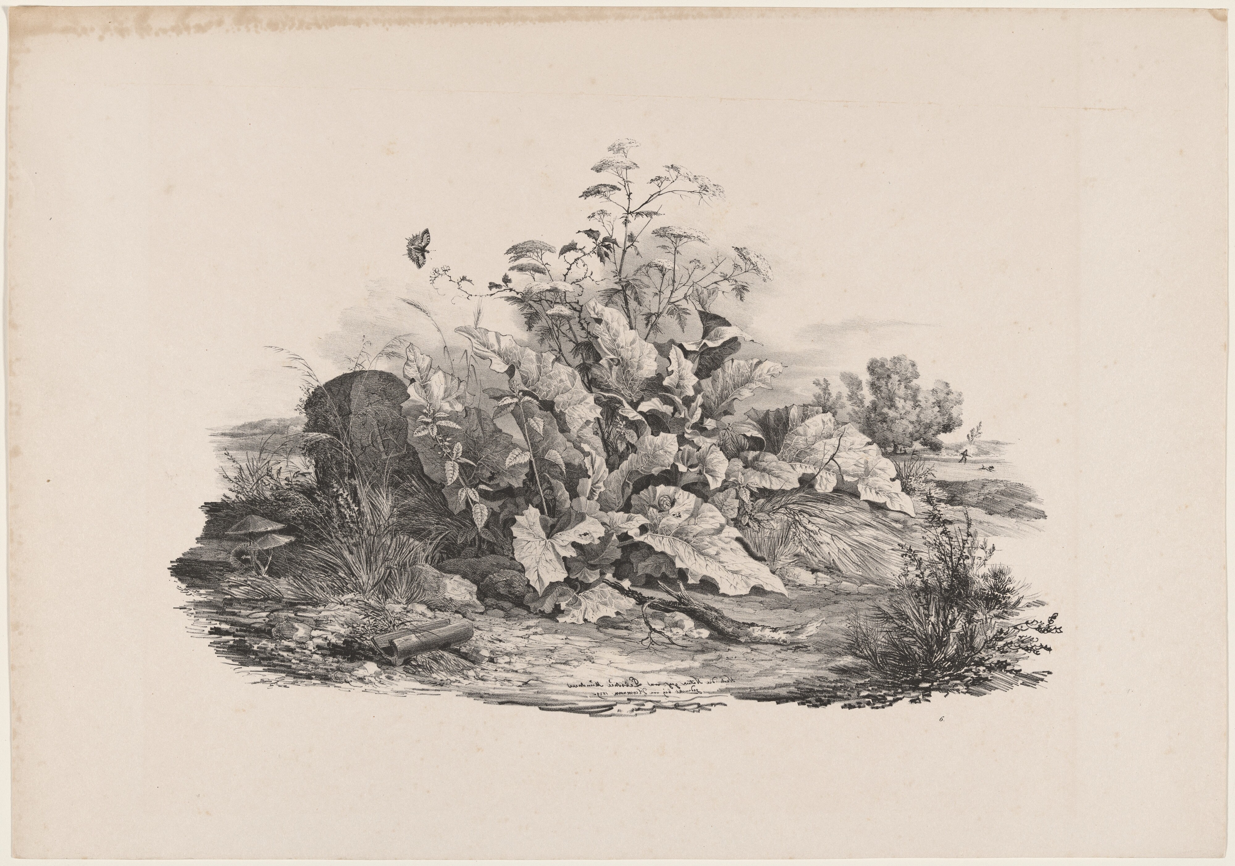 Wetland Plants