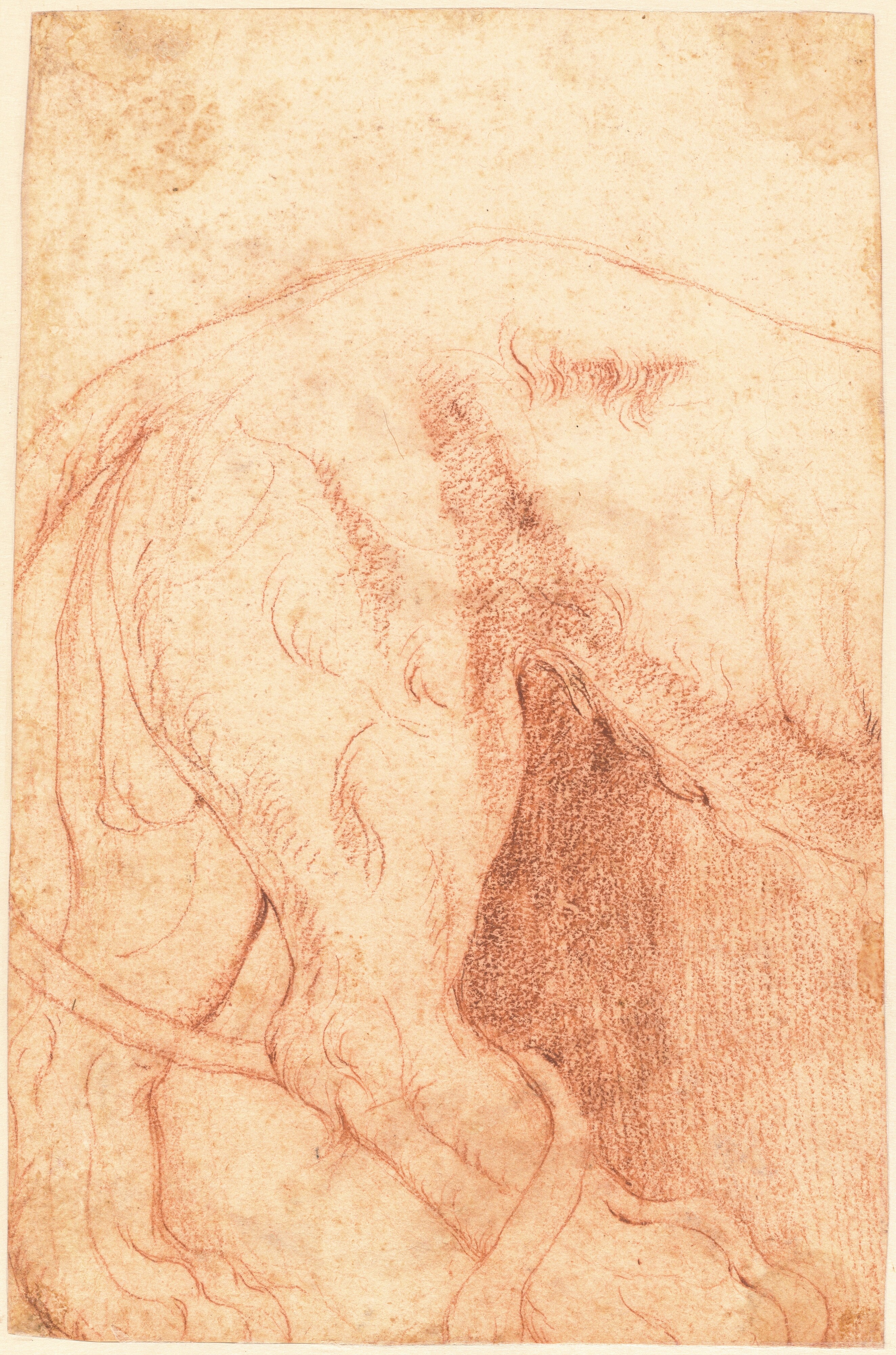 Fragment of a Lion Bas-Relief (verso)