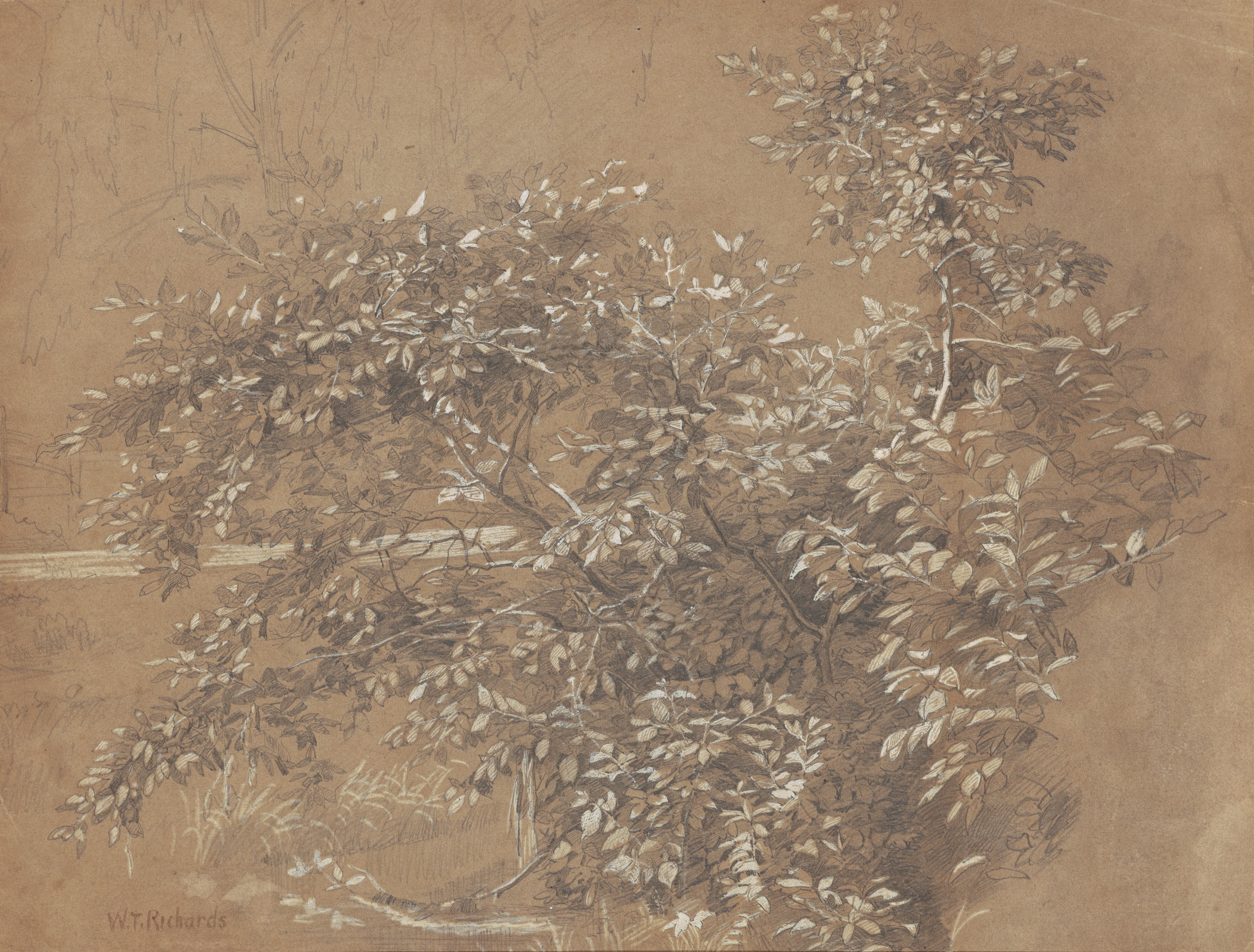 Foliage
