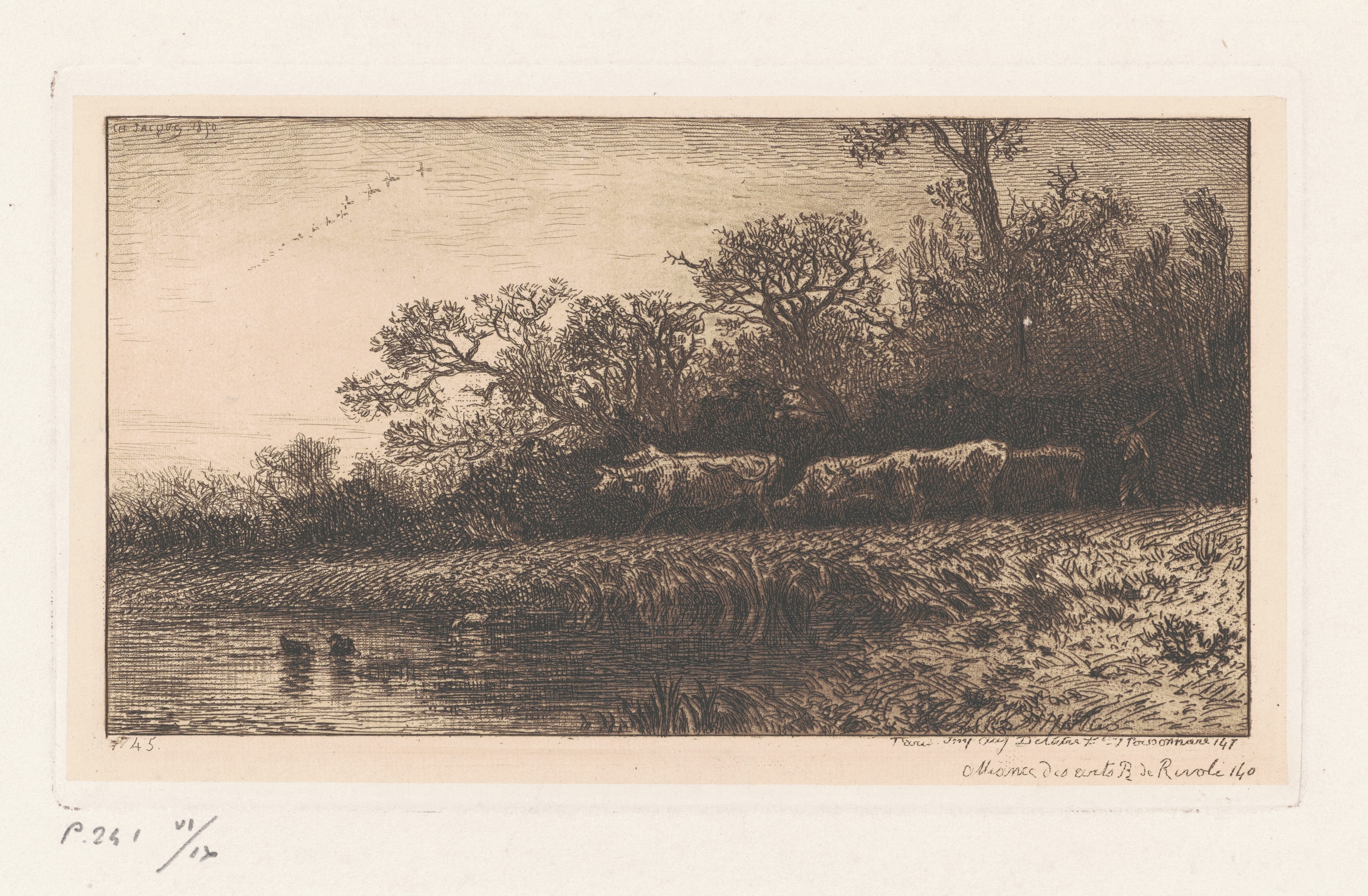 Cattle at Dusk