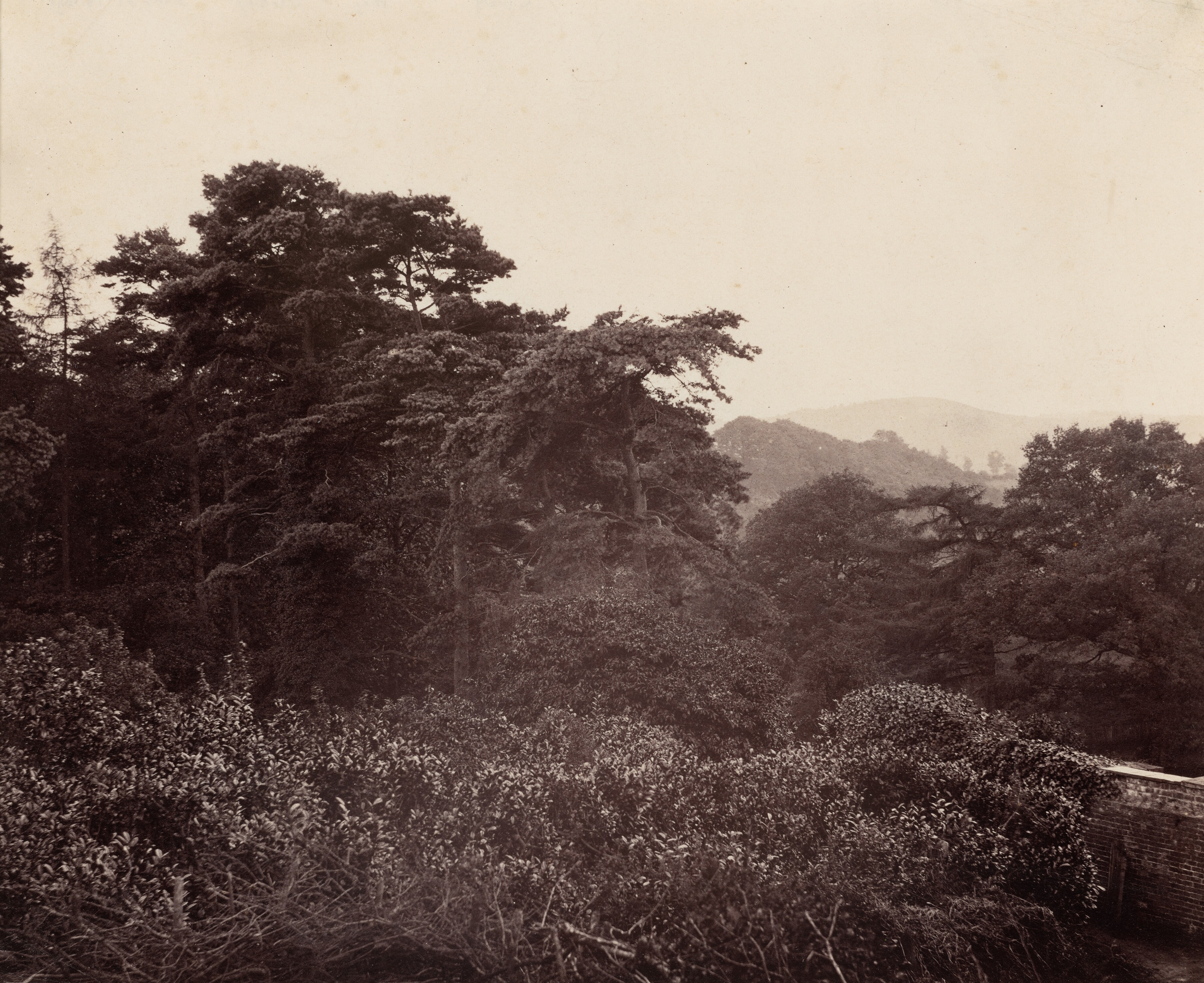 Study of Foliage