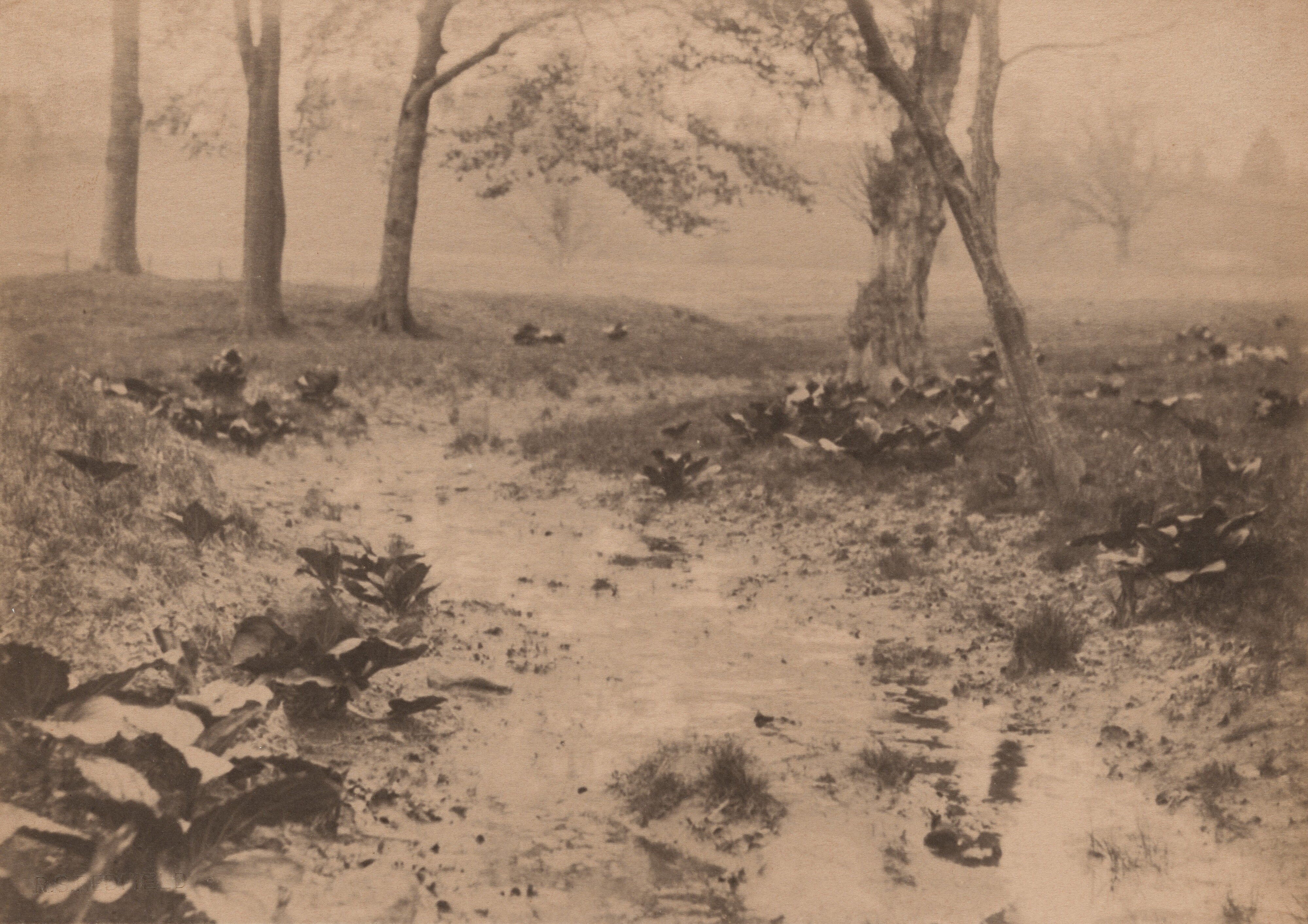 Spring Landscape