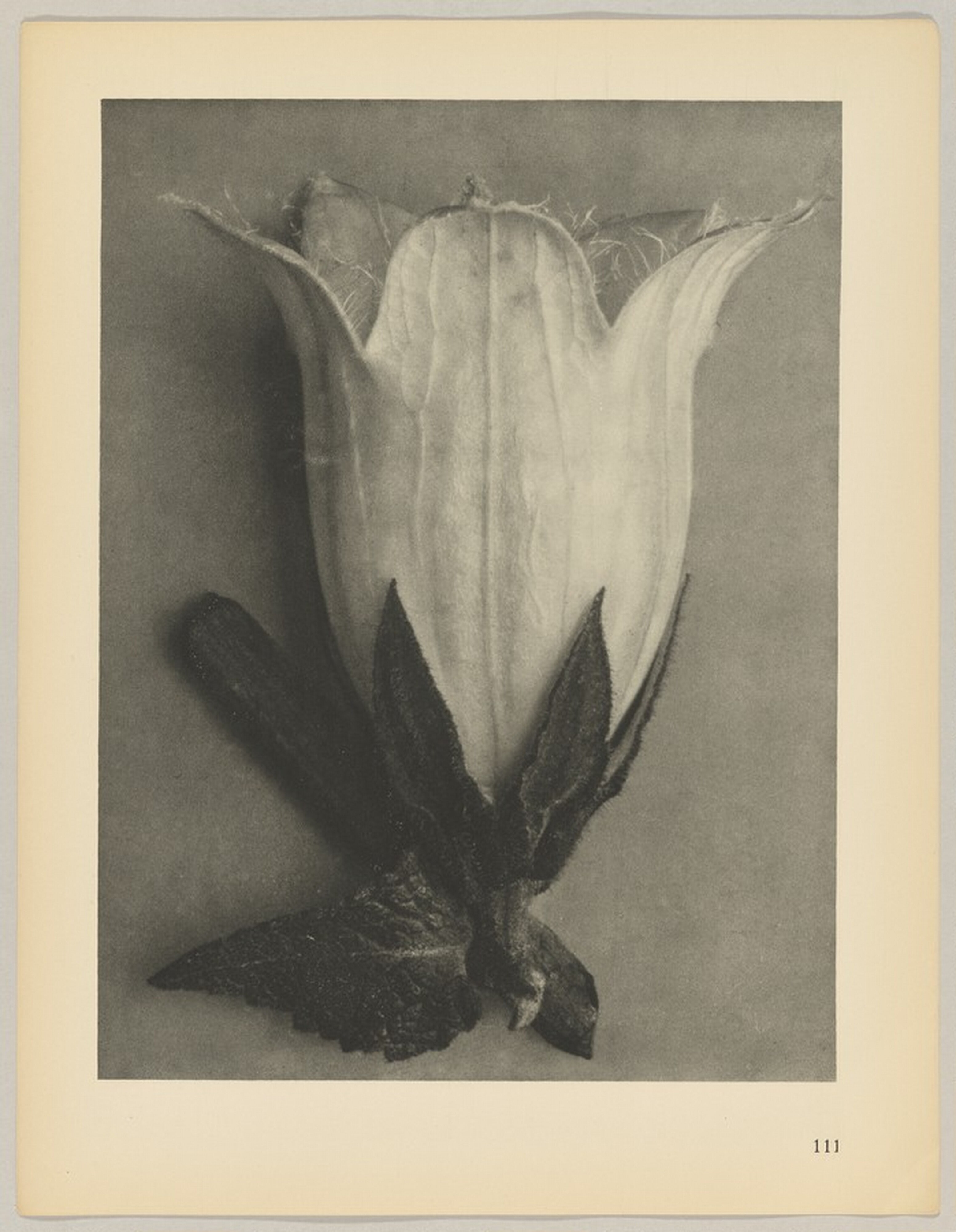 Campanula alliarüfolia