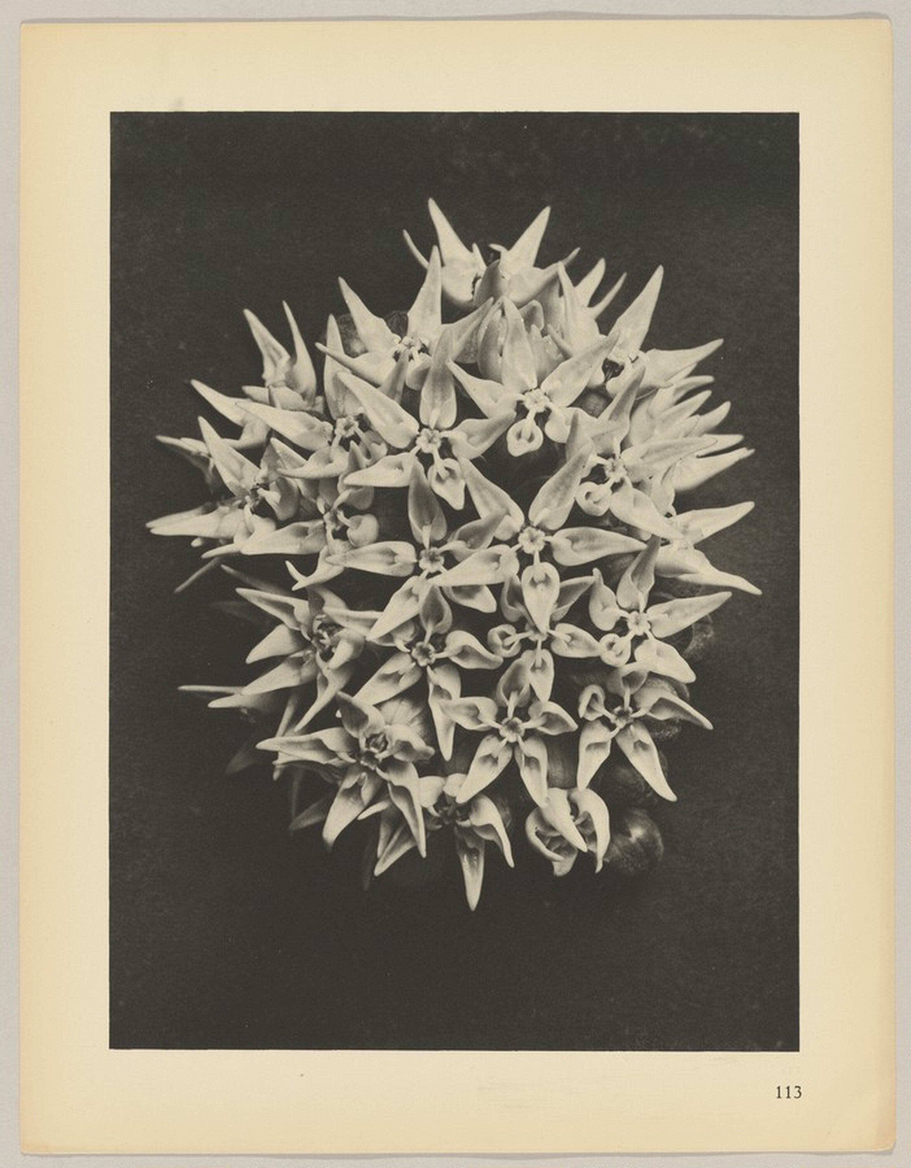 Asclepias speciosa