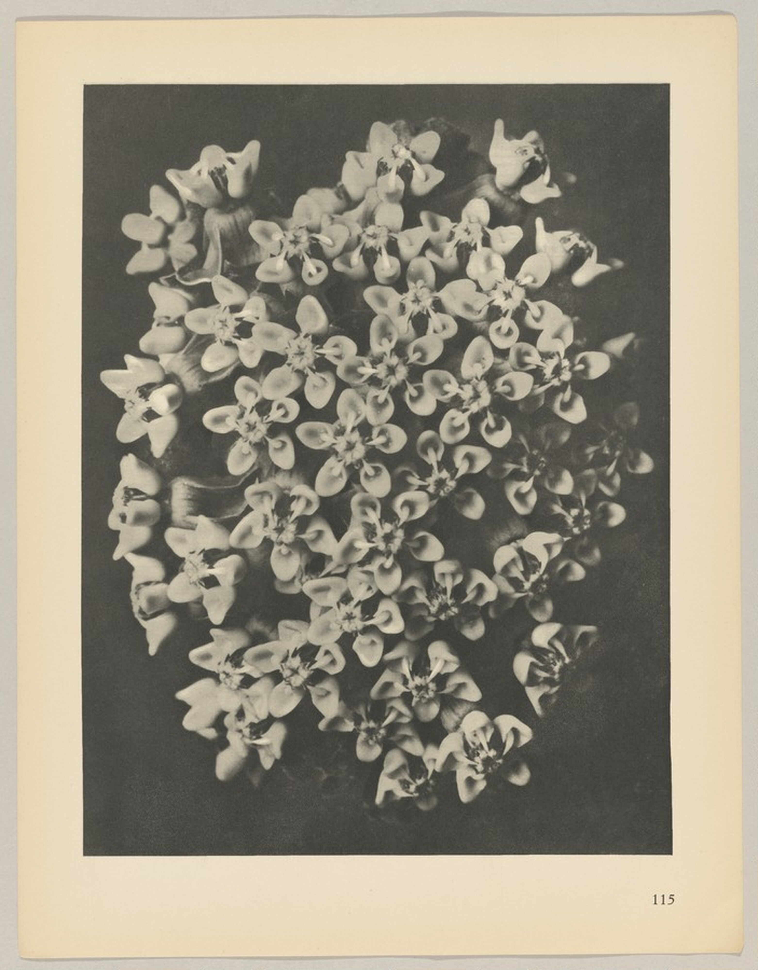 Asclepias syriaca