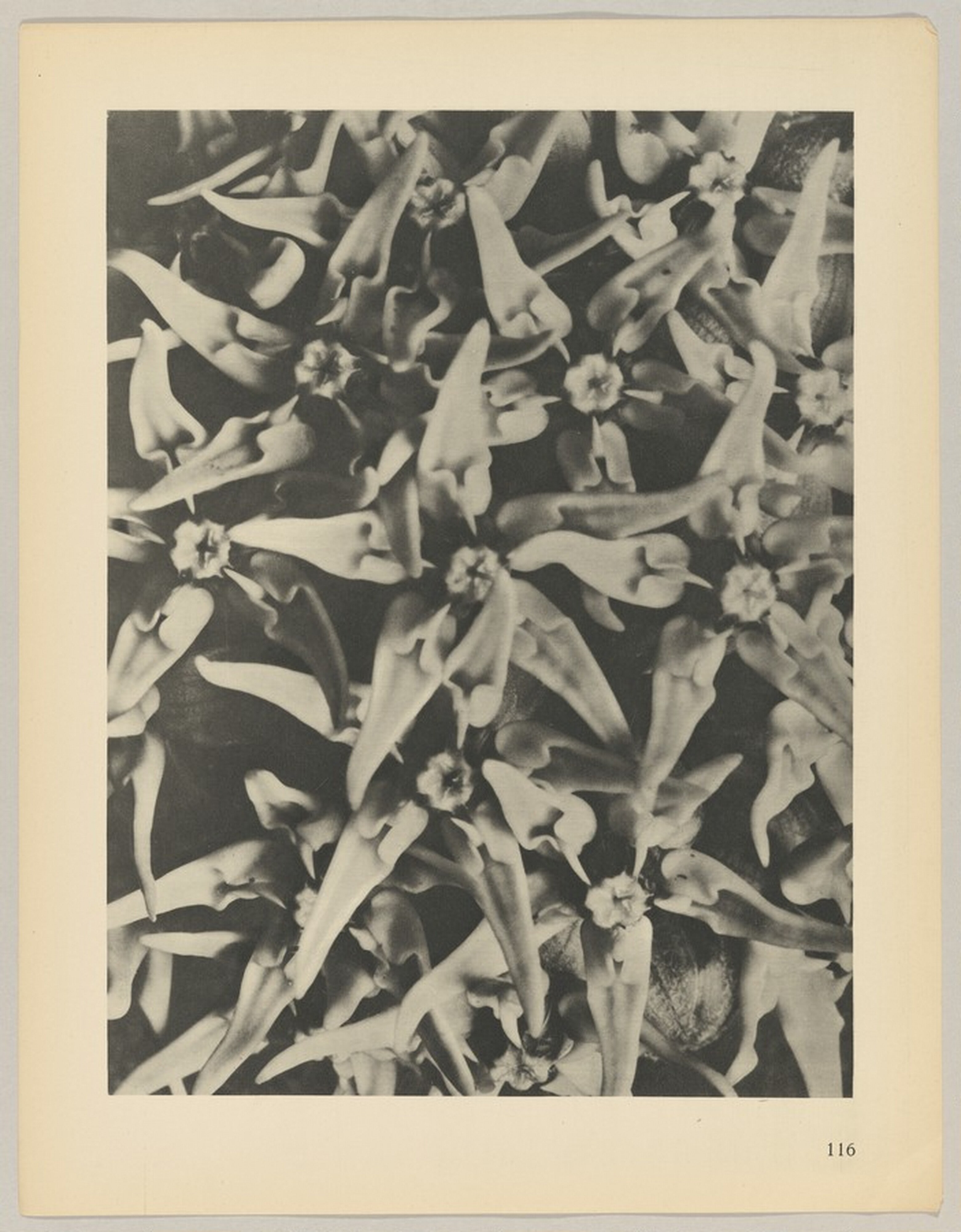 Asclepias speciosa
