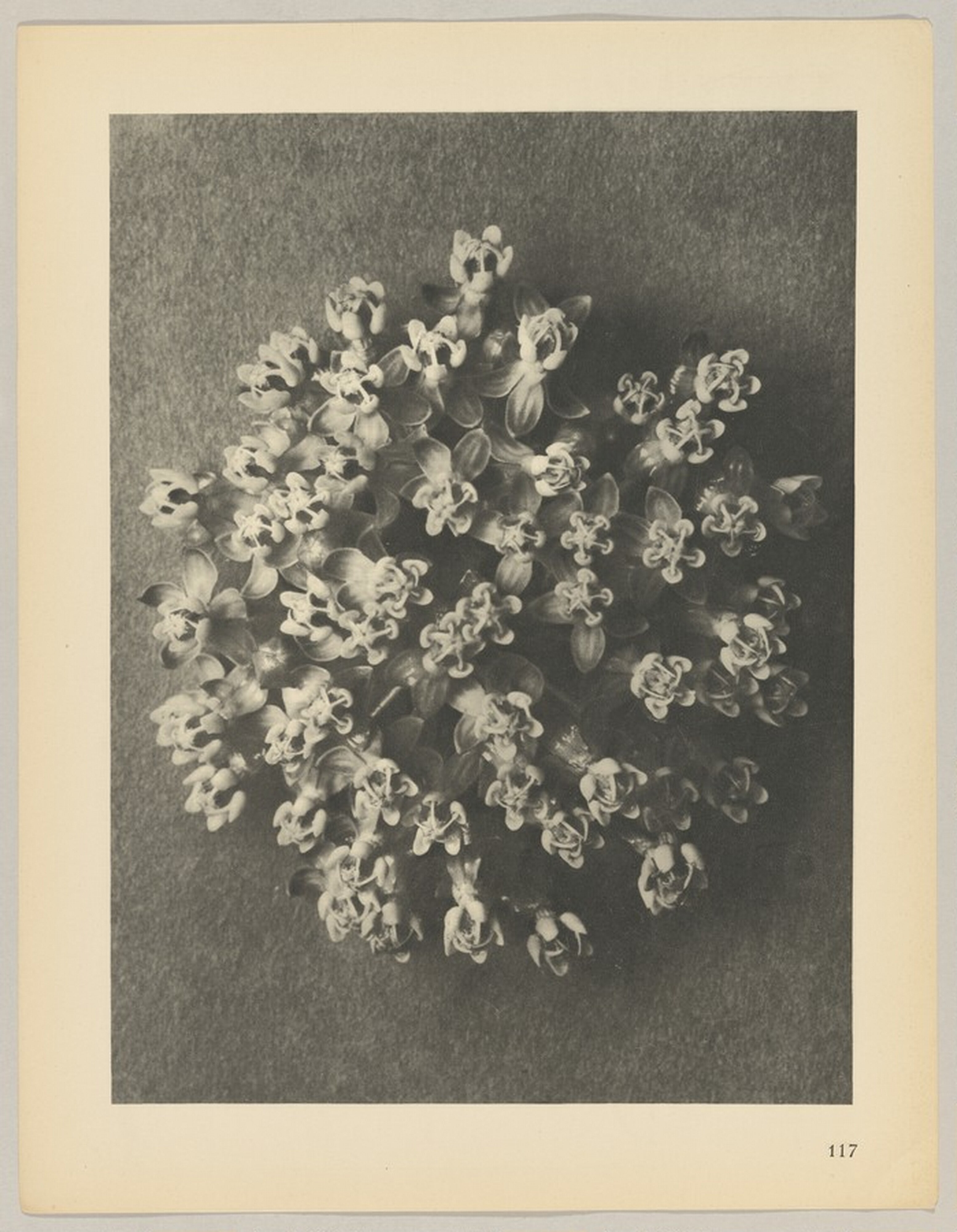 Asclepias incarnata