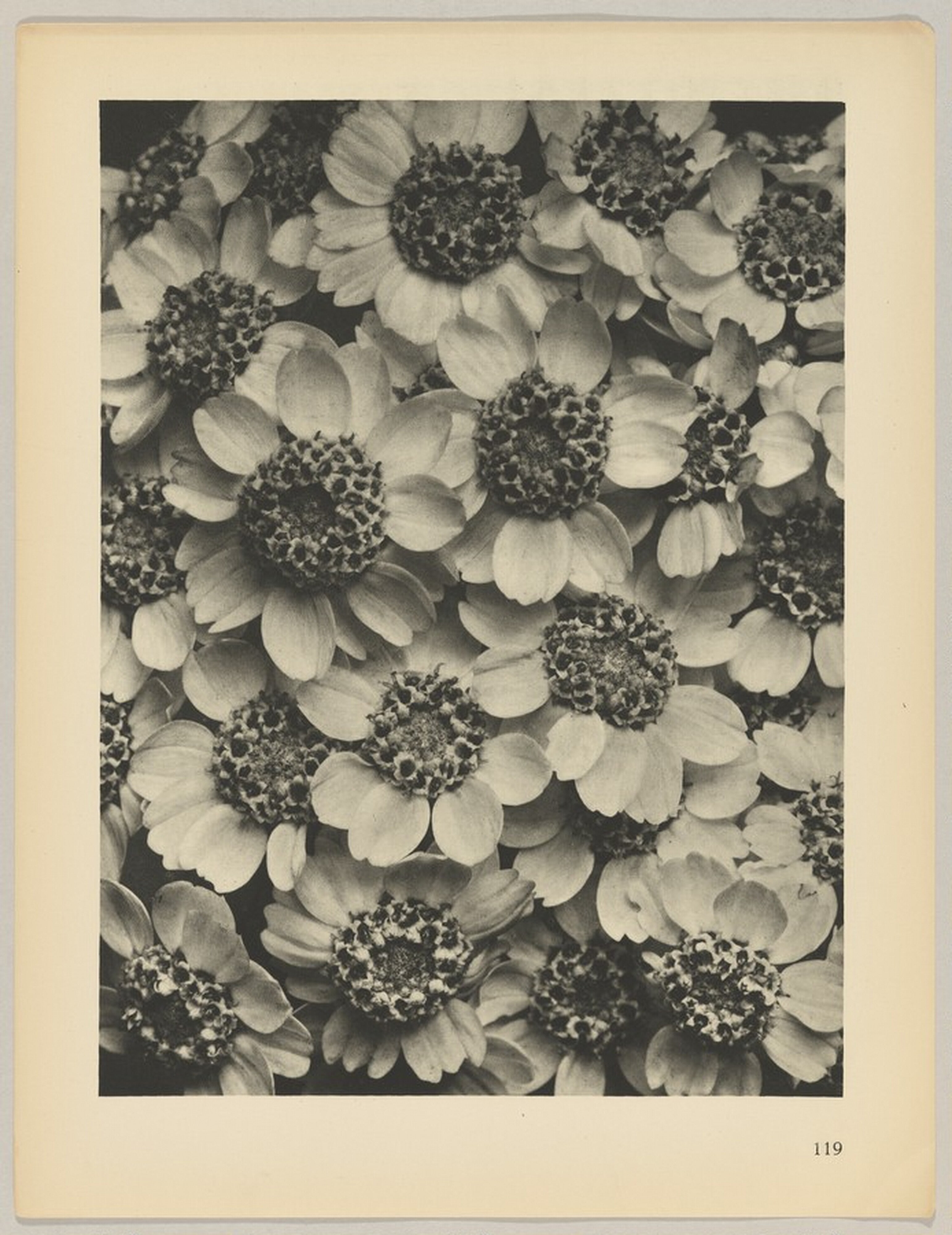 Achillea clypeolata