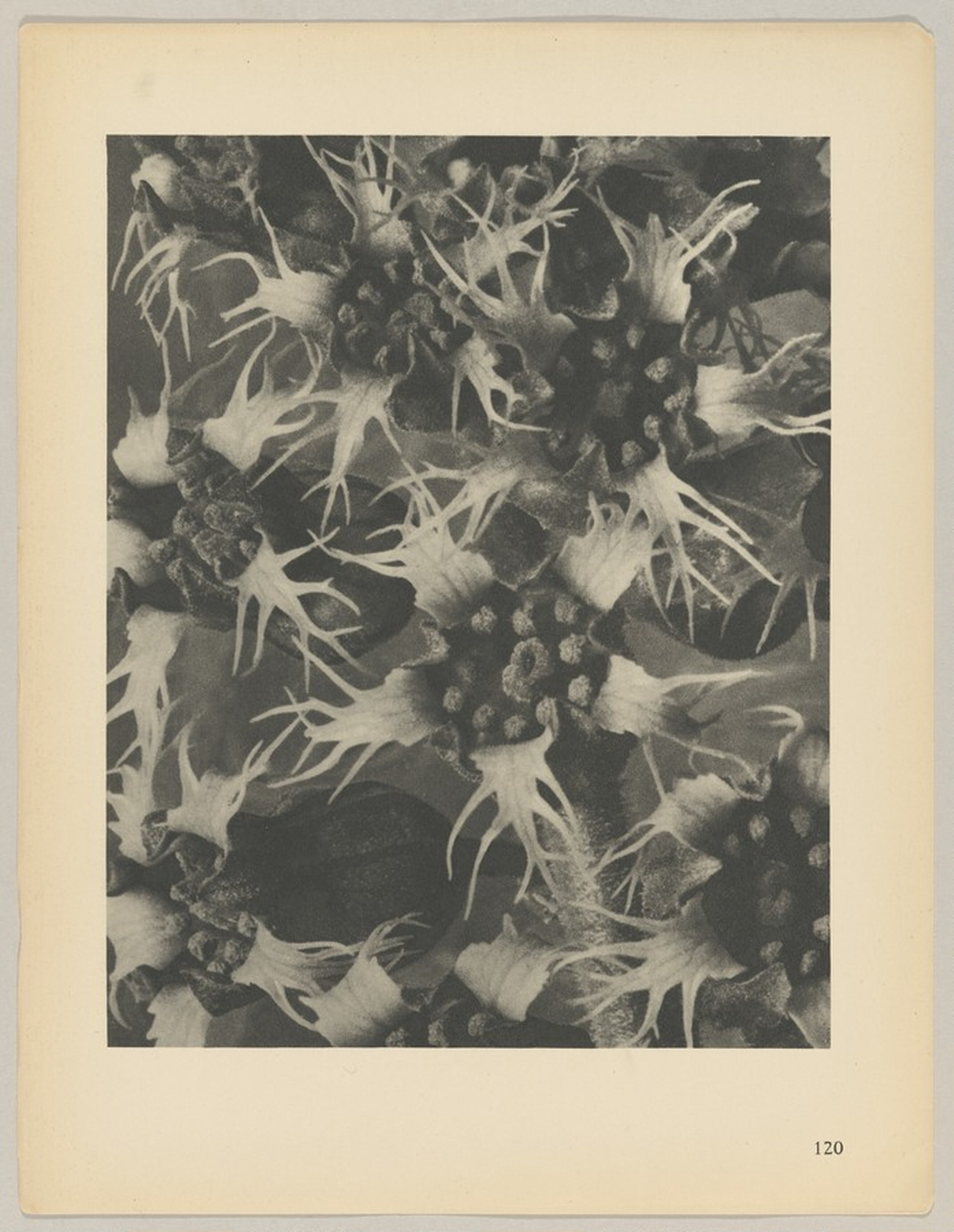Tellima grandiflora