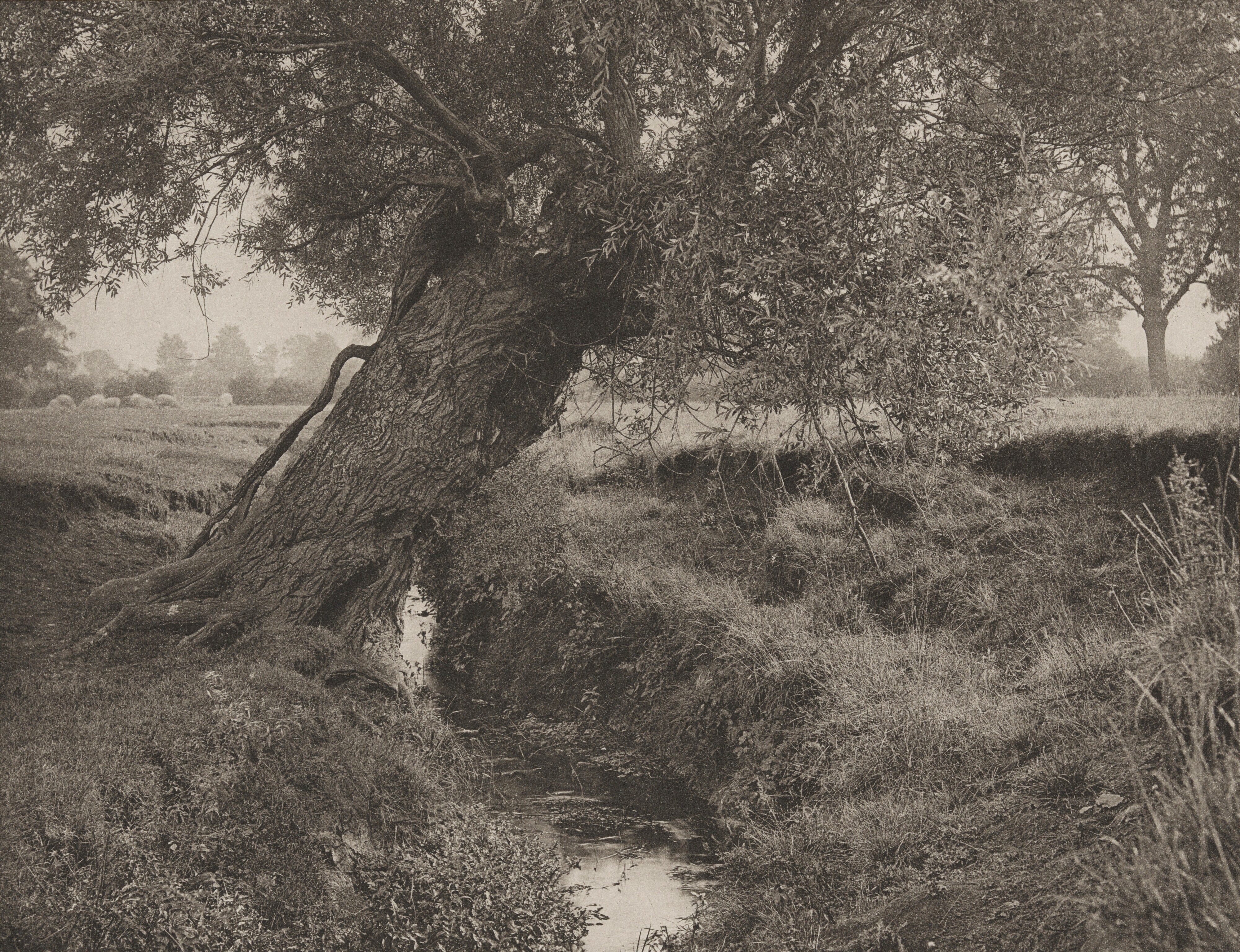 A Willow Grows Aslant The Brook