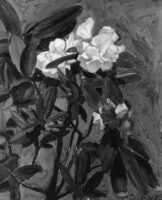 Rhododendrons