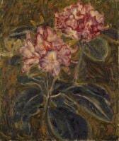 Rhododendrons