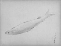 Ayu Fish