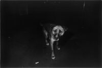 Mankichi, a Stray Dog, Shinjuku