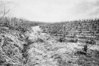 Mulberry Field, Ogo-machi, Gunma from Villages