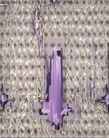 Purple-Violet XVII
