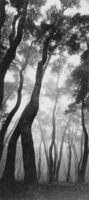 Pine Series B
