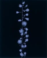 Carnation Branch