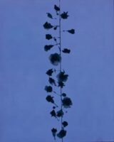 Carnation Branch (positive)