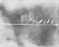 Fibers Study 1