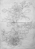 Two Drawings of Peonies