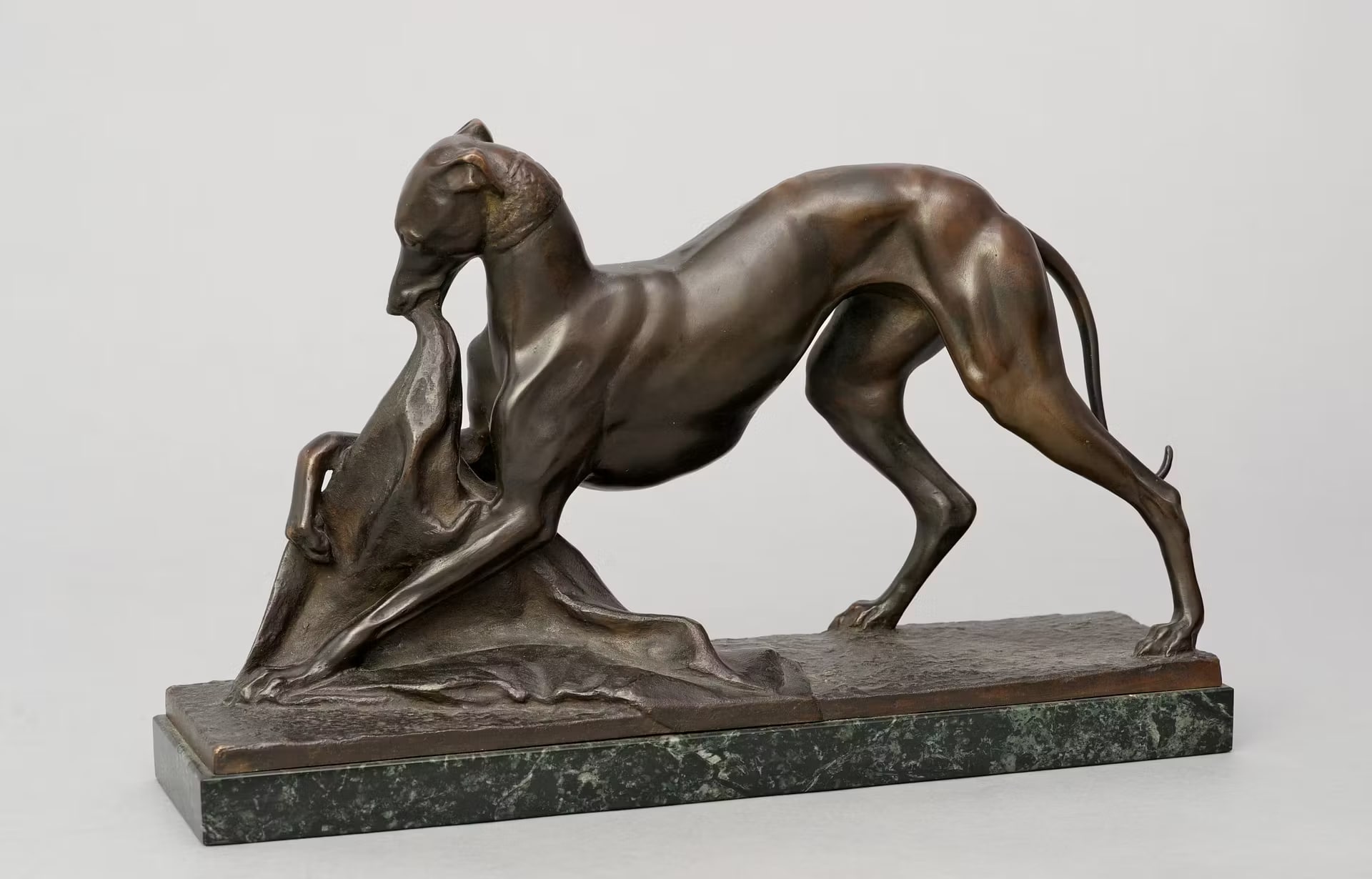 Whippet