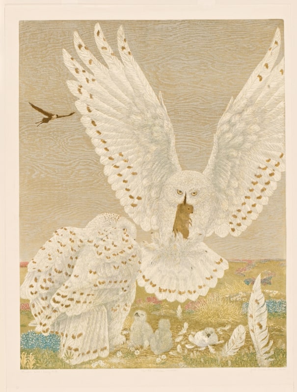Snowy Owls from Tundra