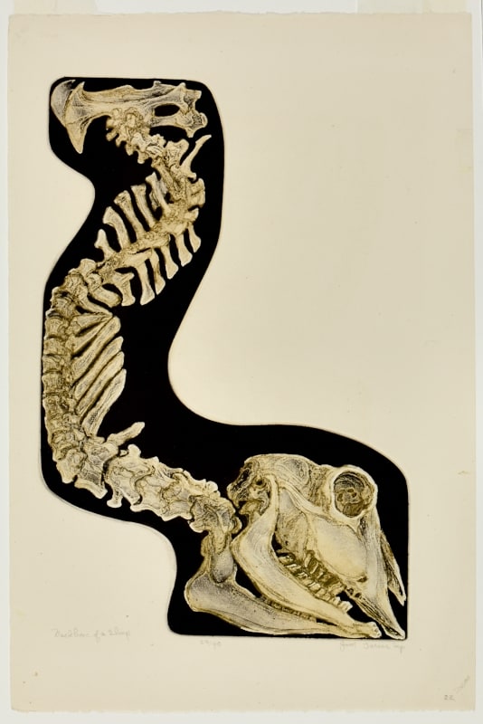 Backbone of a Sheep III