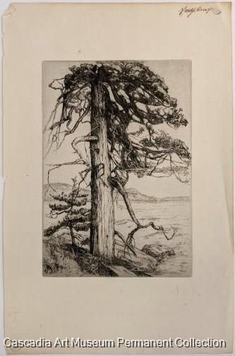 Island Juniper