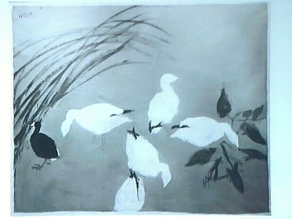 Ross's Geese