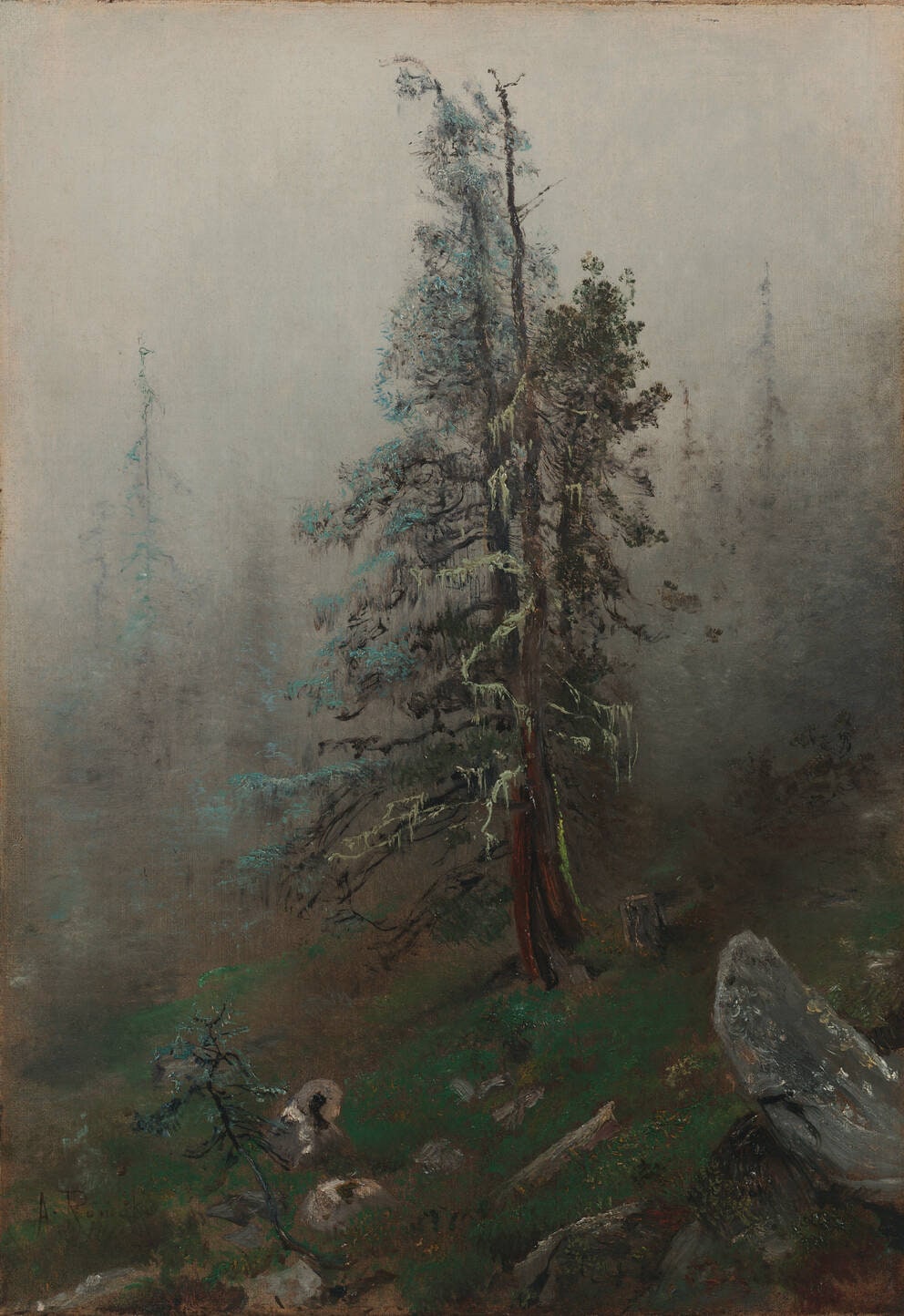 Fog in the High Mountains (Spruce Tree with Lichens)
