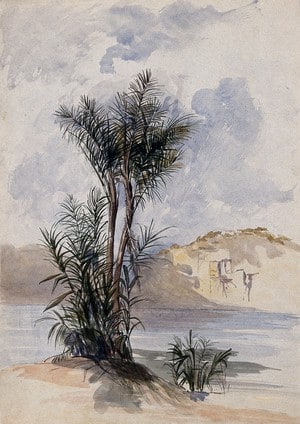 A jauari palm tree (Astrocaryum jauari Mart.) growing on a river bank in Guyana. Watercolour by E.A. Goodall, 1846.