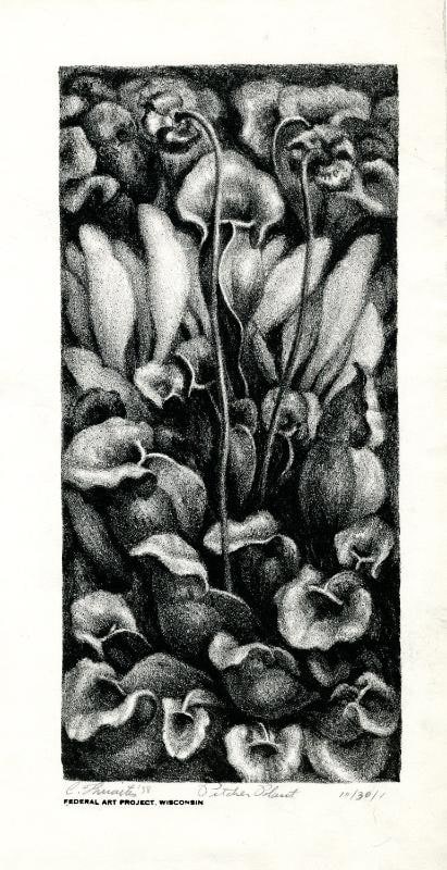 Pitcher Plant