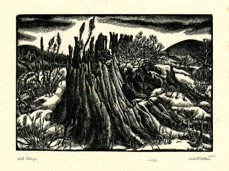 Old Stump