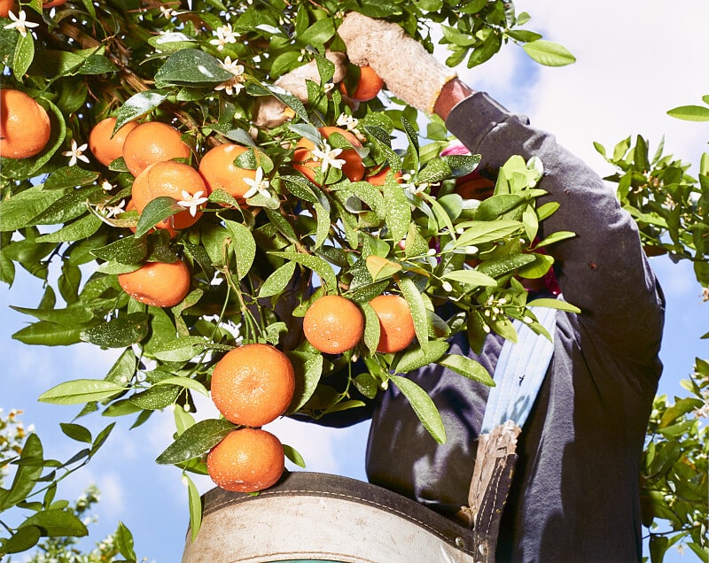 Tangerines #XI