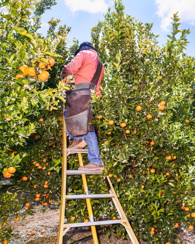 Tangerines #VI