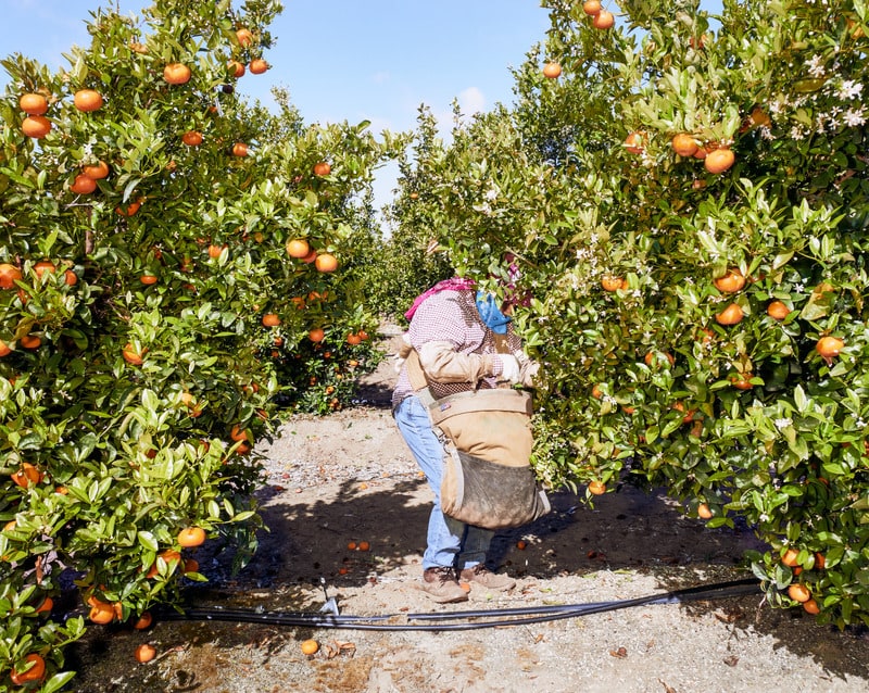 Sanger Woman Picking Tangerines