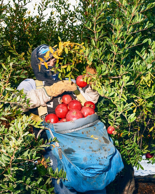 Pomegranates #II