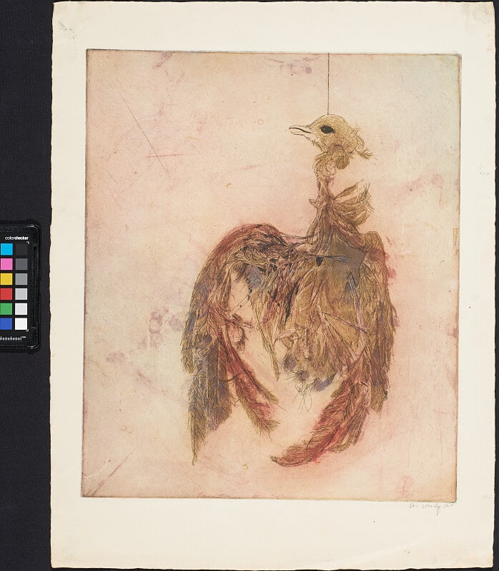 Dessicated Pigeon