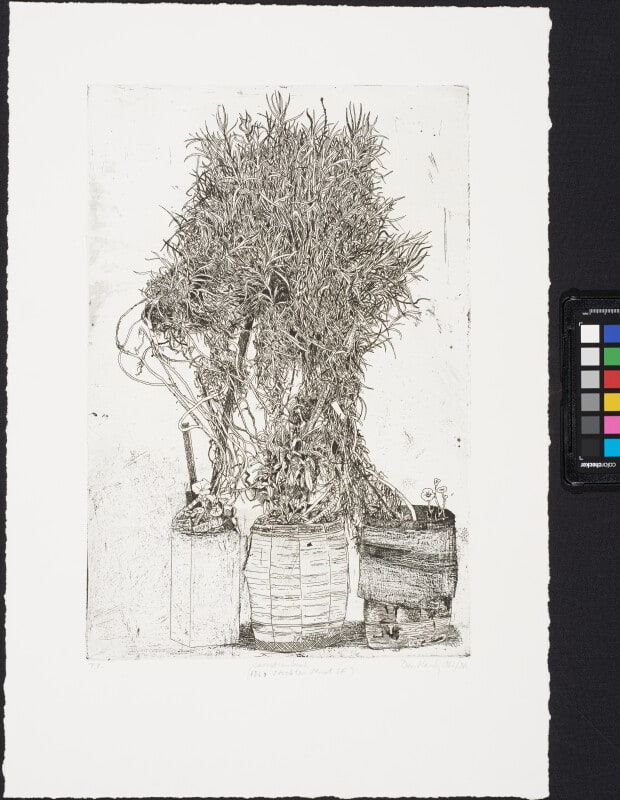 Carnation Bush (1869 Stockton St. SF)