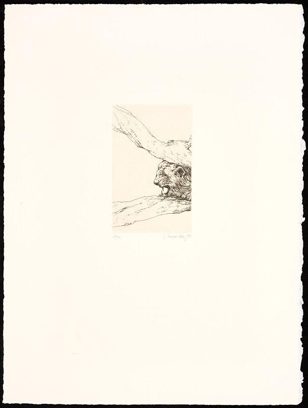 [Lion’s Head]